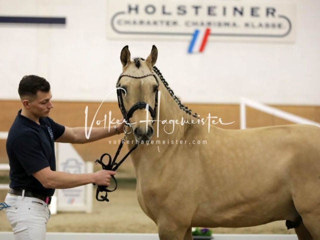 PSB Körung Freitag 7