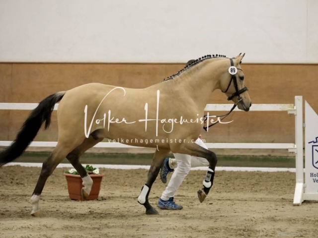 PSB Körung Freitag 8