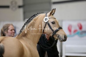 PSB Körung Samstag 6