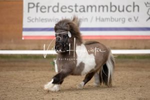 PSB Körung Sonntag 17