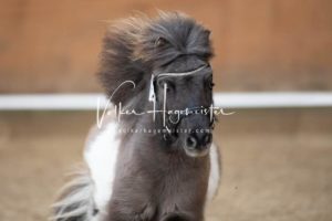 PSB Körung Sonntag 19