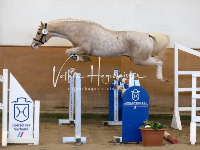 PSB Körung Freitag 10