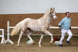 PSB Körung Samstag 7