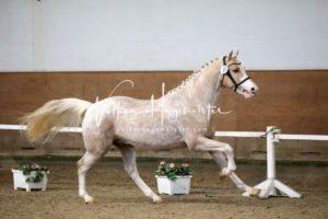 PSB Körung Samstag 8