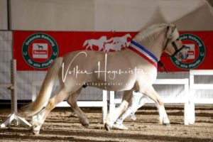 PSB Körung Samstag 15