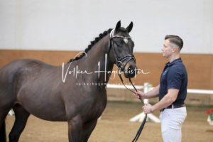 PSB Körung Samstag 16