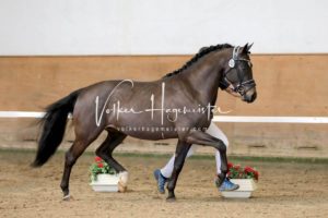 PSB Körung Samstag 17