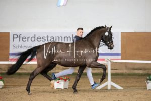 PSB Körung Samstag 18