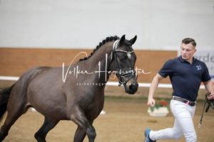 PSB Körung Samstag 19