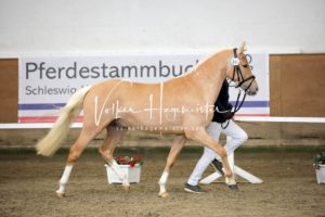 PSB Körung Samstag 20