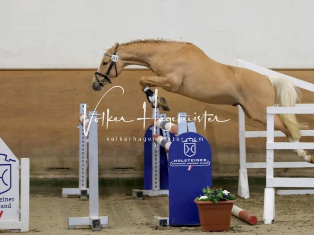 PSB Körung Freitag 12