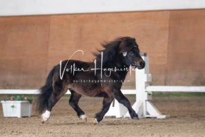 PSB Körung Samstag 21