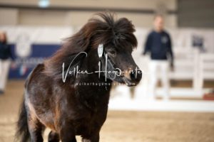 PSB Körung Sonntag 24