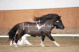 PSB Körung Sonntag 28