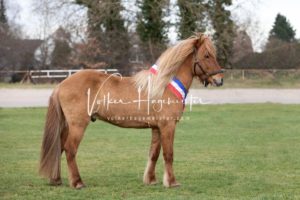 PSB Körung Sonntag 30