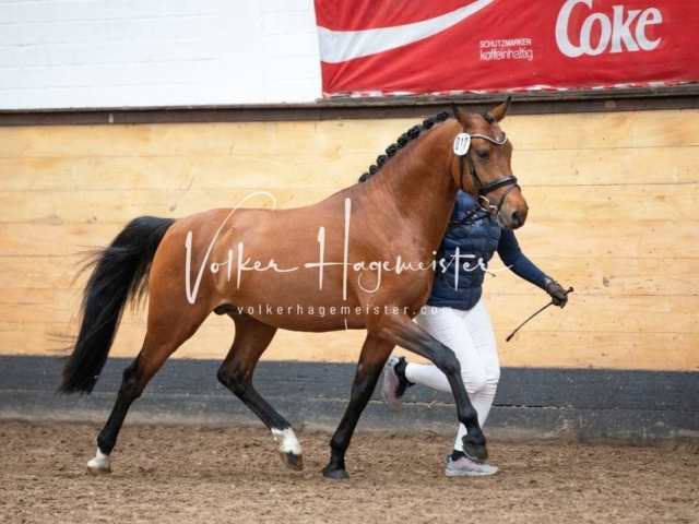 PSB Nachkörung Heide 2