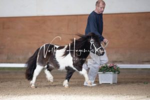 PSB Körung Sonntag 1