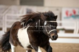 PSB Körung Sonntag 2