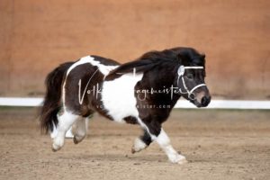 PSB Körung Sonntag 3