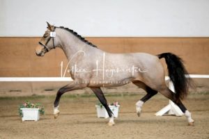 PSB Körung Samstag 22