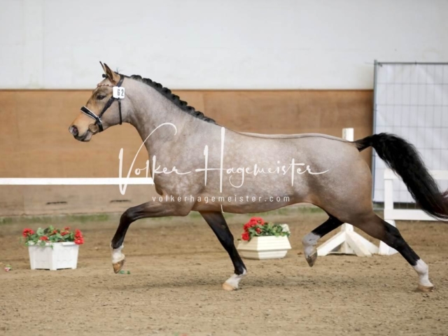 PSB Sieger und Impressionen 18