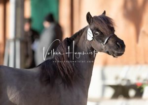 PSB Körung Sonntag 4