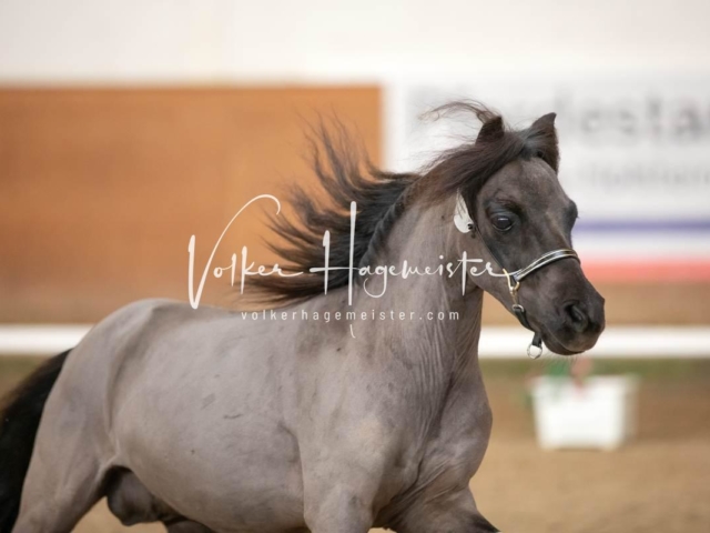 PSB Sieger und Impressionen 24