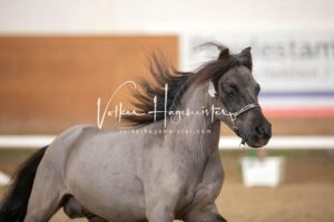 PSB Körung Sonntag 5