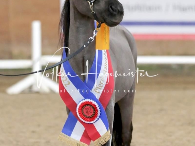 PSB Sieger und Impressionen 25