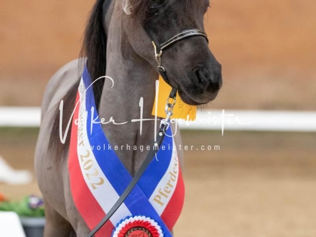 PSB Sieger und Impressionen 26