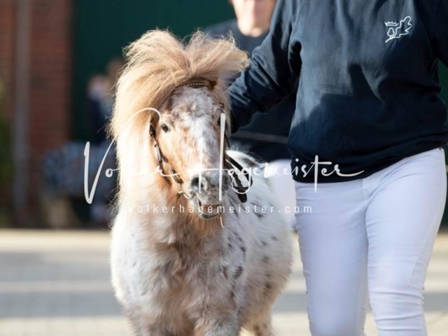 PSB Sieger und Impressionen 29