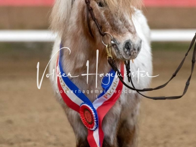 PSB Sieger und Impressionen 2