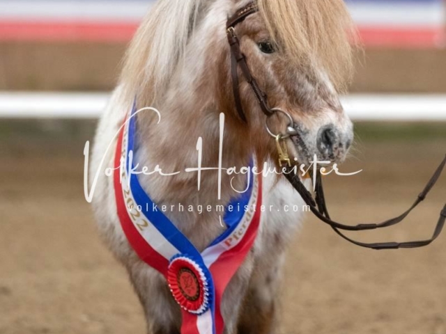 PSB Sieger und Impressionen 3