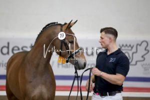 PSB Körung Samstag 24