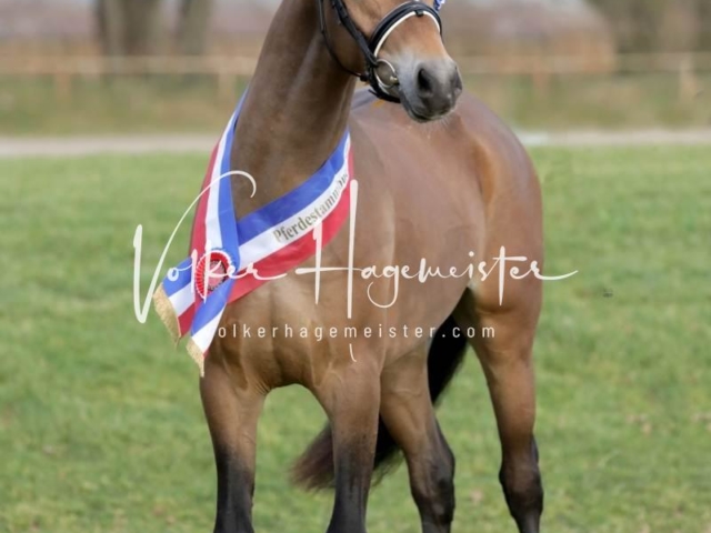 PSB Sieger und Impressionen 11