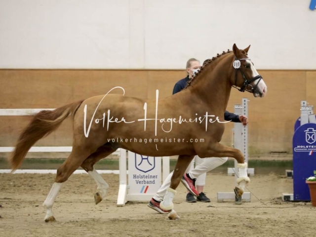 PSB Körung Freitag 14