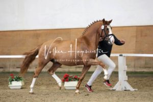 PSB Körung Samstag 25