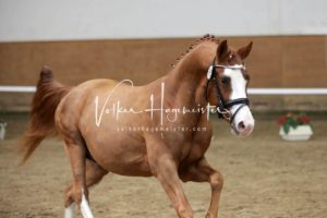 PSB Körung Samstag 26