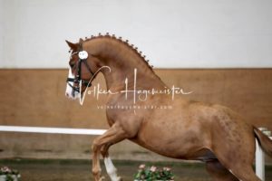 PSB Körung Samstag 27