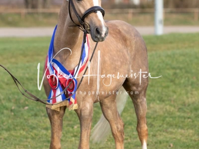 PSB Sieger und Impressionen 12