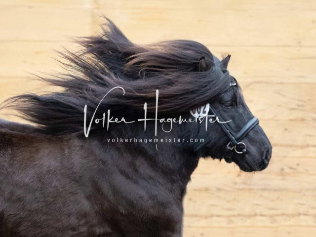 PSB Nachkörung Heide 4