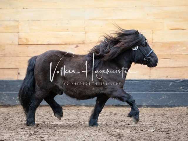 PSB Nachkörung Heide 5