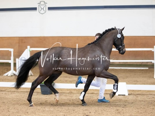 PSB Körung Freitag 15