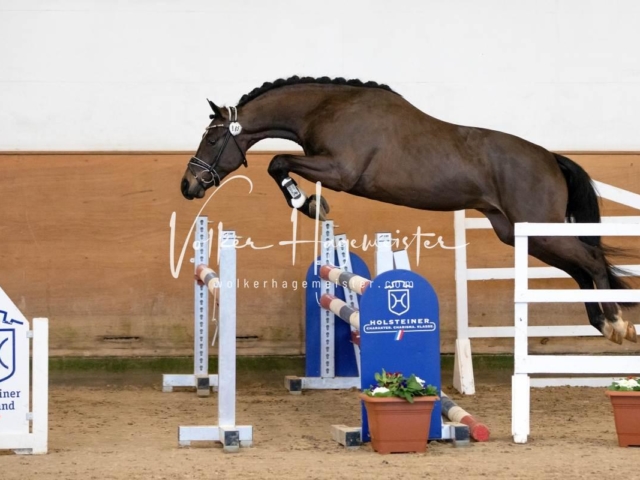 PSB Körung Freitag 16