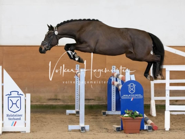 PSB Körung Freitag 17