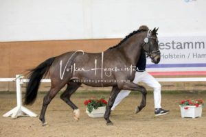 PSB Körung Samstag 28