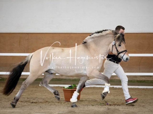 PSB Körung Freitag 19