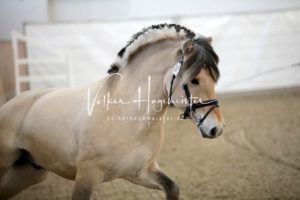 PSB Körung Samstag 29