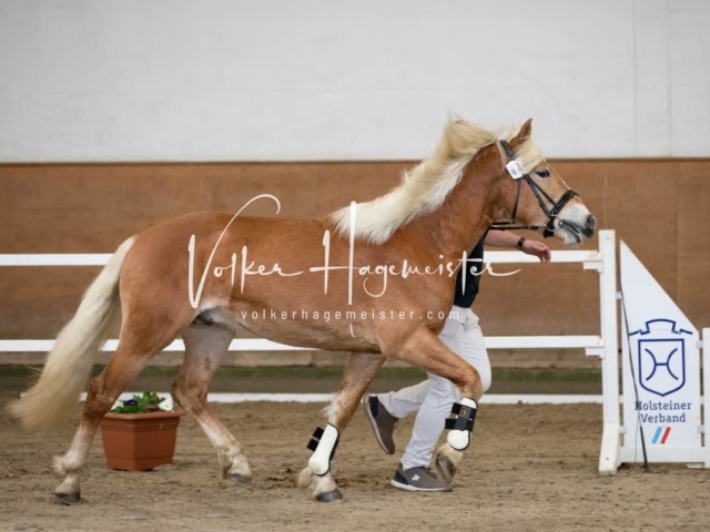 PSB Körung Freitag 23