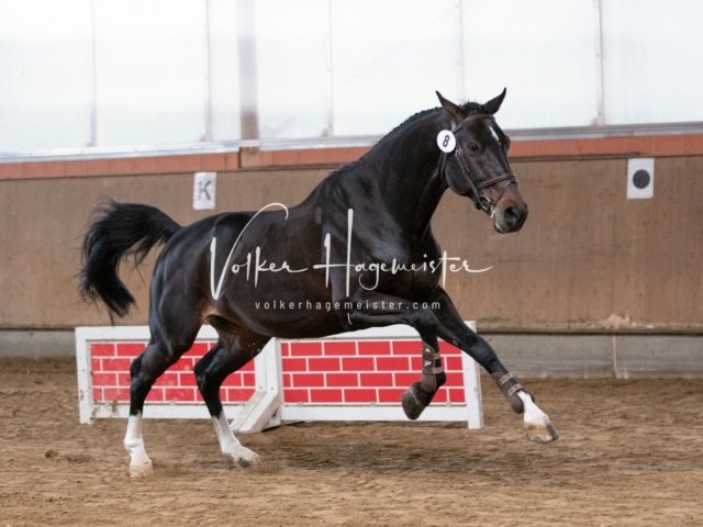 Luhmühlen Freitag 4